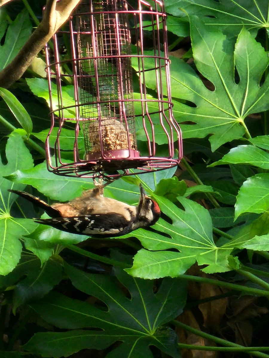 secretgeorgie's tweet photo. My Woodpecker friend made an appearance! https://t.co/kZ0jWorLqB