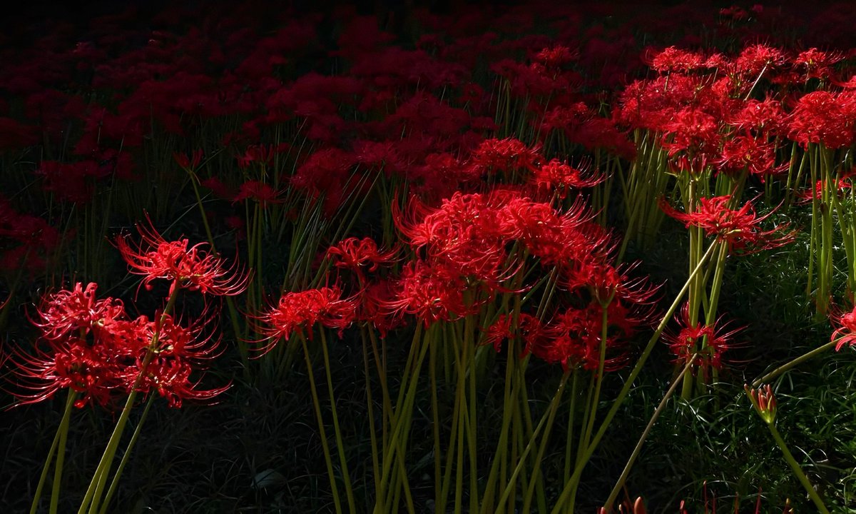 gardenofcolours's tweet photo. red spider lily https://t.co/uqA7TvUeZS
