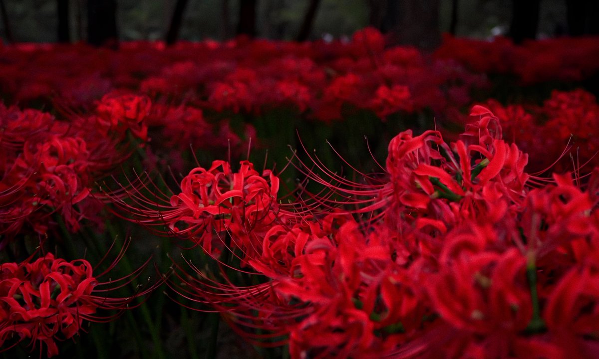 gardenofcolours's tweet photo. red spider lily https://t.co/uqA7TvUeZS