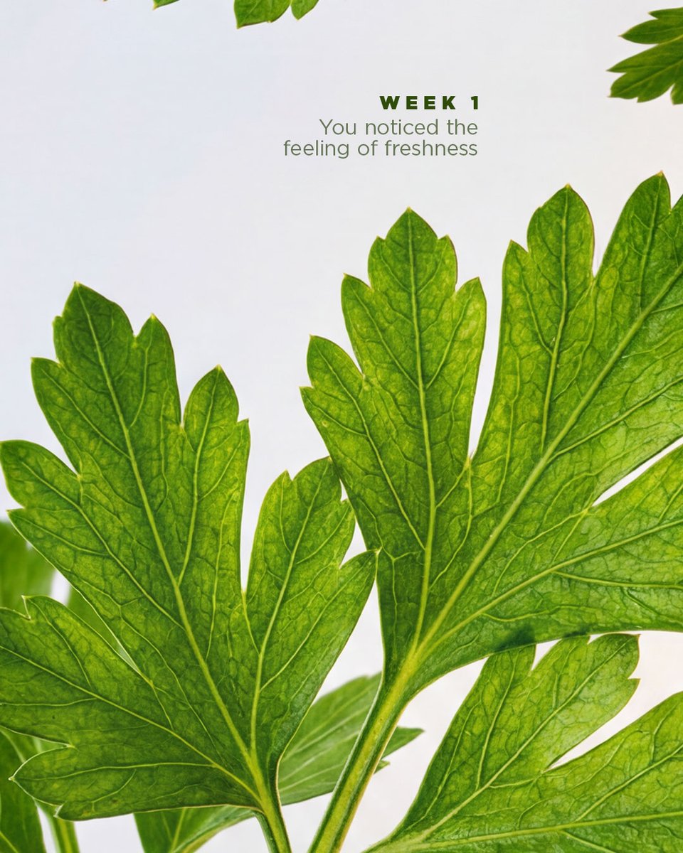 Biotique_World's tweet photo. Some body wash cleanses; ours act as a therapy. With our Basil &amp; Parsley revitalizing body wash, every shower feels a little more restoring, a little more radiant 📷.

The gentle care that washes off the day's heaviness.

#BiotiqueWorld #Ayurvedicskincare #NaturalBeauty #care https://t.co/NCNXMPP9Nf