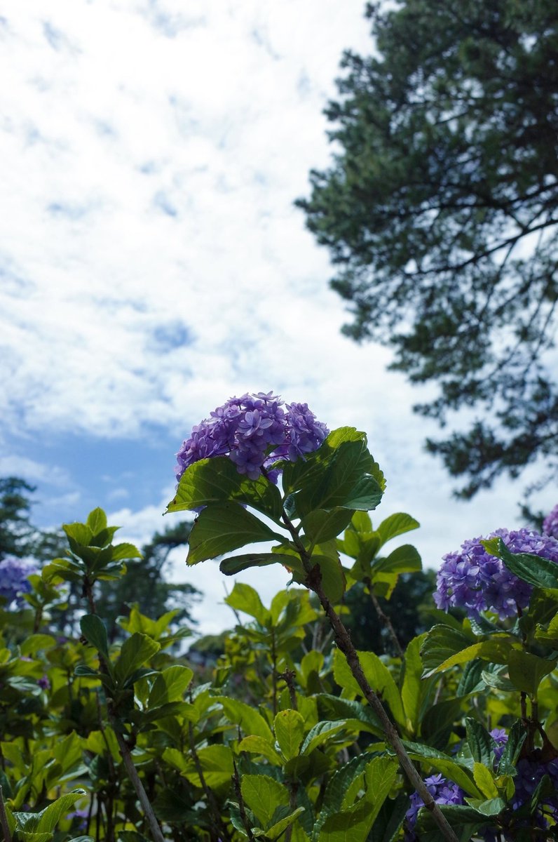 snow_fig9's tweet photo. 撮った他の紫陽花も見てほしい( ≖ᴗ≖​)ﾆﾔｯ https://t.co/BpWBBNqHJt
