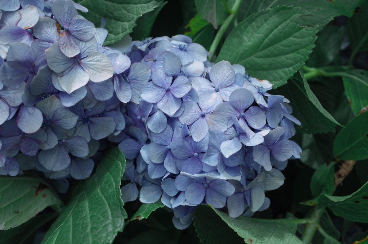 snow_fig9's tweet photo. 撮った他の紫陽花も見てほしい( ≖ᴗ≖​)ﾆﾔｯ https://t.co/BpWBBNqHJt