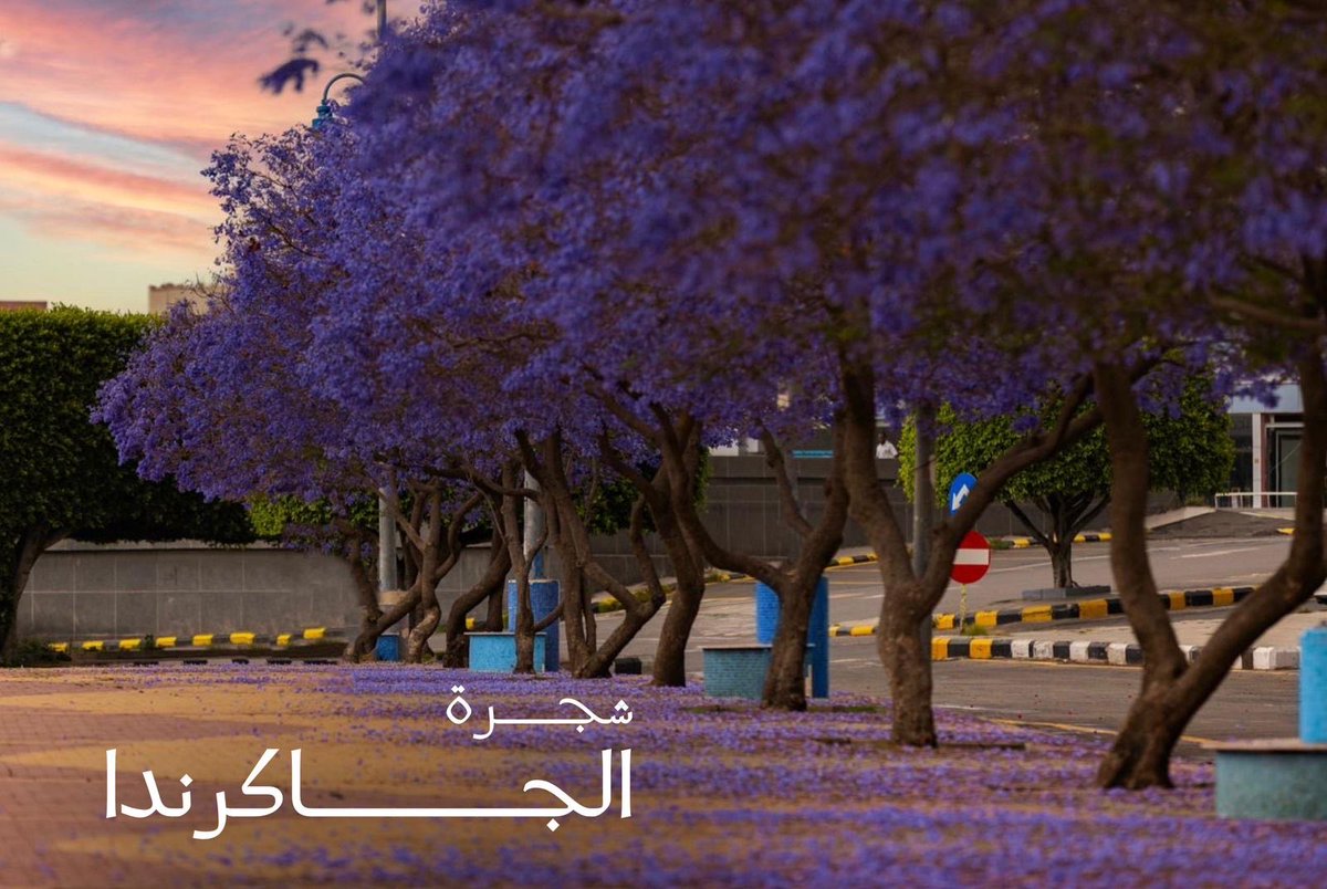 AJali_2030's tweet photo. هدفنا زراعة 2 مليون شجرة في عام
وهذه ثلاثة من أجمل الأشجار في شوارعنا وحدائقنا في #عسير

 يتعاقب تزهيرها في ثلاثة أشهر متتالية

 🌳البوهينيا  - تزهر شهر 4 (ابريل)
🌳ثم الجاكرندا - تزهر شهر 5 (مايو)
🌳ثم البونسيانا - تزهر شهر 6 (يونيو) https://t.co/jVH4SXJAYe