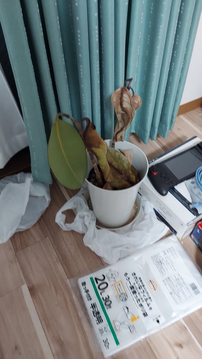 Wolfiruru's tweet photo. 儚き我が家の観葉植物 https://t.co/a4mEZV8fMs