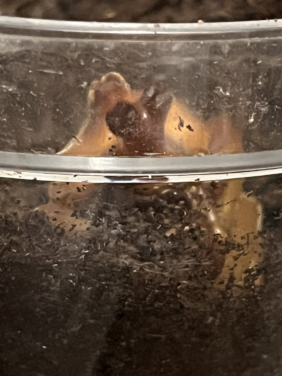 Huumin___'s tweet photo. 上2枚) 沖縄カブト雄同一個体　左下) 屋久島カブト雄　右下) ツチヤカブト雄　きのう撮りました　いま眼科を受診した帰りのバスです　沖縄、気づいたら蛹の姿で姿を現していました　その後数日経ちました　少し動いたようです　マットの盛り上がりに変化がありました　ツチヤペアケース飼育開始 https://t.co/ZxFJCY7iB8