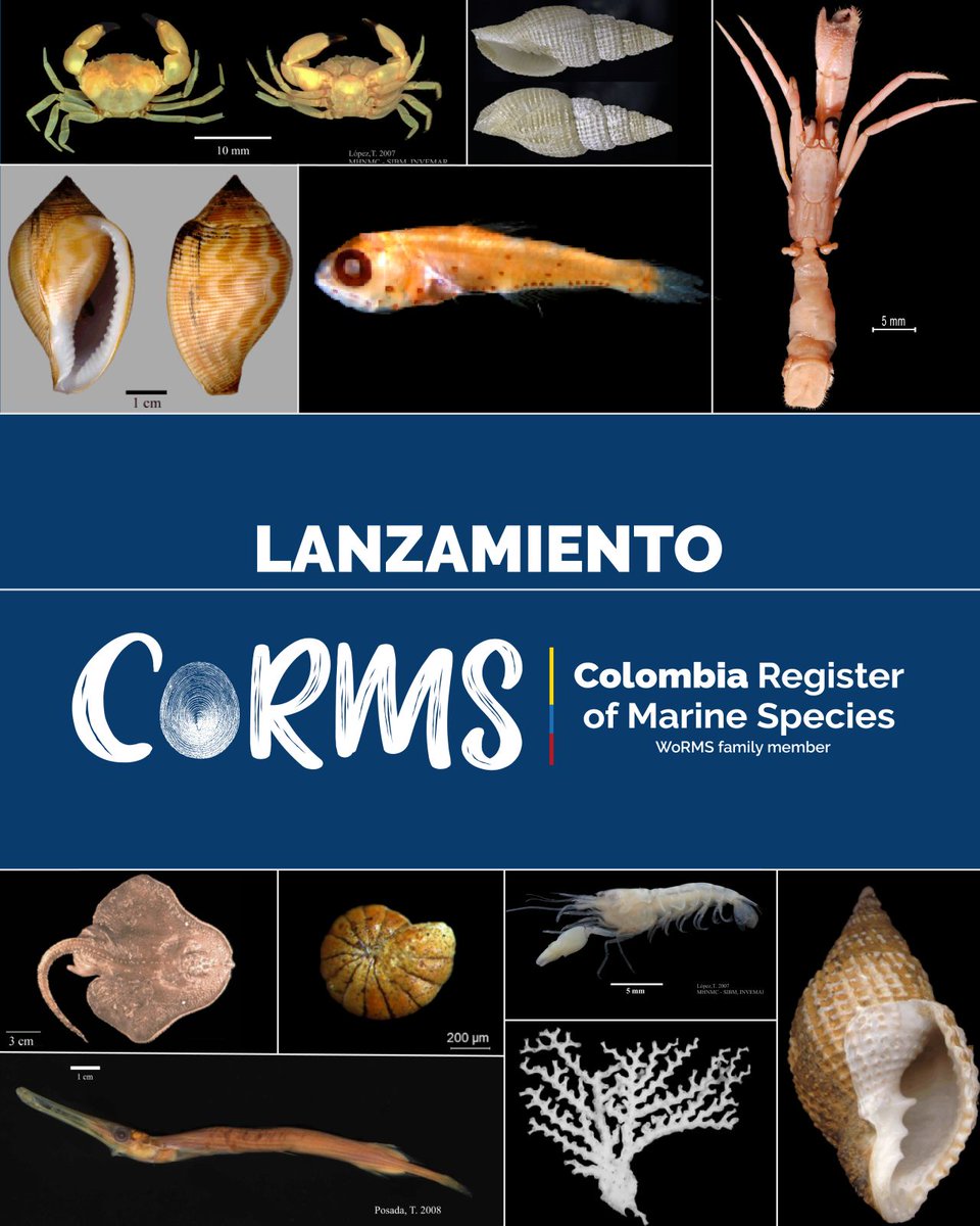 VLIZnews's tweet photo. 🇨🇴 Congratulations @invemarcolombia with the launch of the Colombia Register of Marine Species (#CoRMS) to enhance knowledge of the country's marine biodiversity
The new platform will bring together and update validated scientific information on #marinespecies found in the Colombian Caribbean and Pacific, facilitating research, conservation, and environmental decision-making.
CoRMS has been established as a regional sub-register of the World Register of Marine Species @WRMarineSpecies, hosted by #VLIZ
🔗https://t.co/1GfUpBqbd7