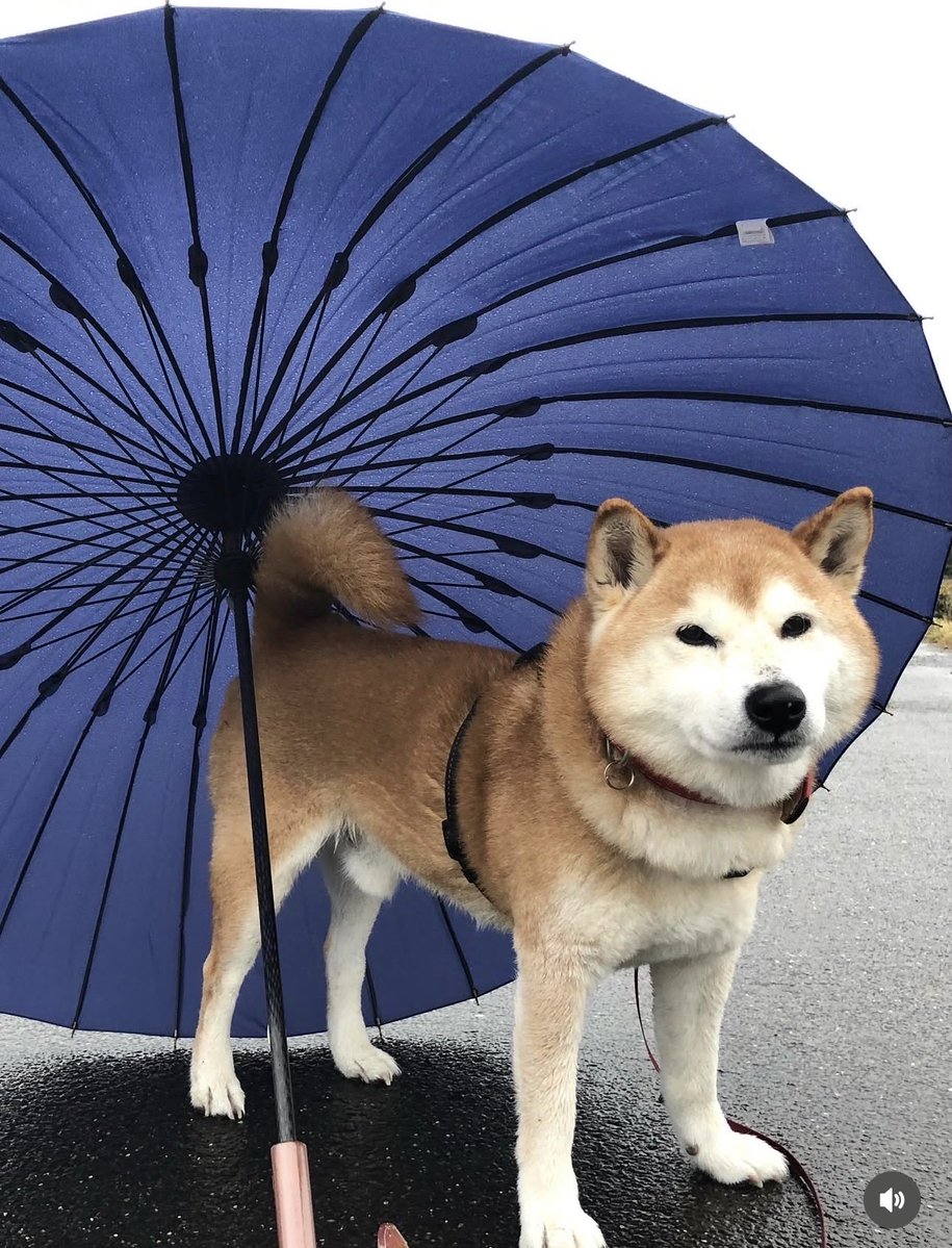 【旧作「もふもふ犬まみれ」切り抜き✂️セレクション】

『銀次郎の秘密!』より③ 