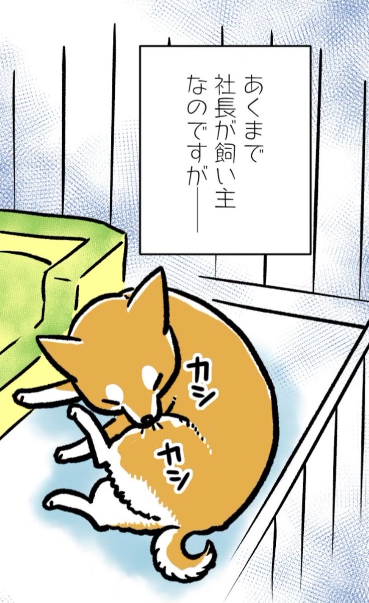 【旧作「もふもふ犬まみれ」切り抜き✂️セレクション】
『銀次郎の秘密!』より①
実は私の旧Twitterのアカウント名は『おせわがかりマキナル』でした。
真希ナルセのアカウントとは別に、柴犬の銀次郎のことを主にツイートするために作ったものでした。