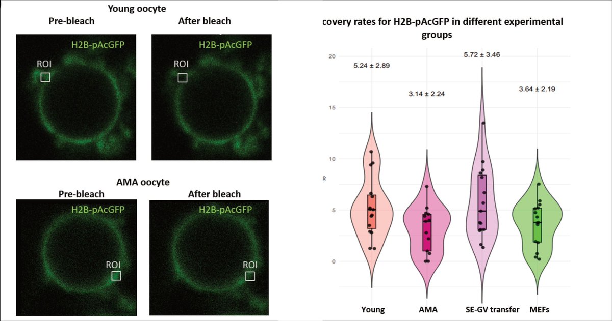 FulkaLab's tweet photo. Oocyte DNA damage rises with age. Repair requires both repair factors and a repairable DNA template. There's evidence for the first, but the second is often overlooked. In AMA oocytes, histone turnover falls to somatic levels.https://t.co/RPpzgmRKK6 #ReproductiveAging #Chromatin https://t.co/AVzkvF4m97