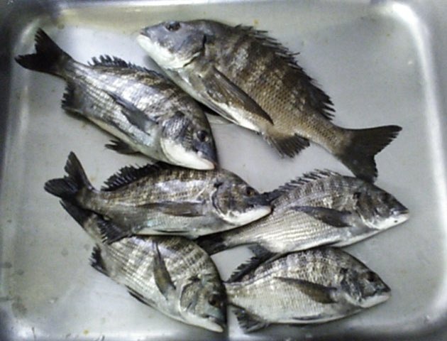 Fujiya228's tweet photo. 今日も一日曇り空、昼前から南風が吹いてきましたね。
６名様がお見えになり、今日もまた全カセを折戸方面へとご案内！
折戸湾深場でアジ釣りになってしまったのを除けば皆クロダイをゲット‼️
二つの台風🌀の動向が今後大変気になるところ。
早々に28日に予定されていた大会は延期することが決定です❗️ https://t.co/vfdOftdVBB