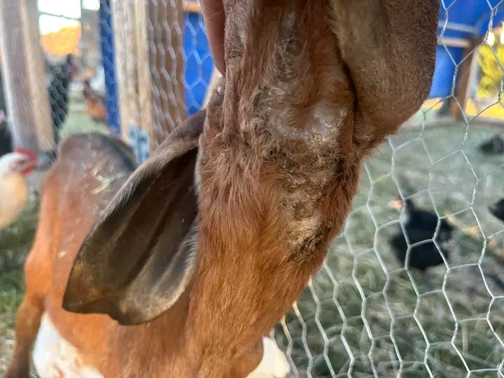 Optimismking's tweet photo. From WILSON: This is my cousin’s goat, he went on a vacation and was having someone watch his herd. 

He just caught this and called me to take a look but I have no idea what it is. 

Anyone have a clue...? https://t.co/8ylYkBYBGI