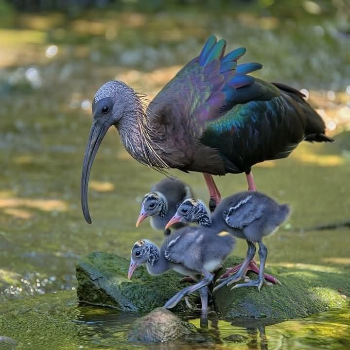 Enigma6077's tweet photo. #bird #nature #photography https://t.co/lWRZvd5oBi
