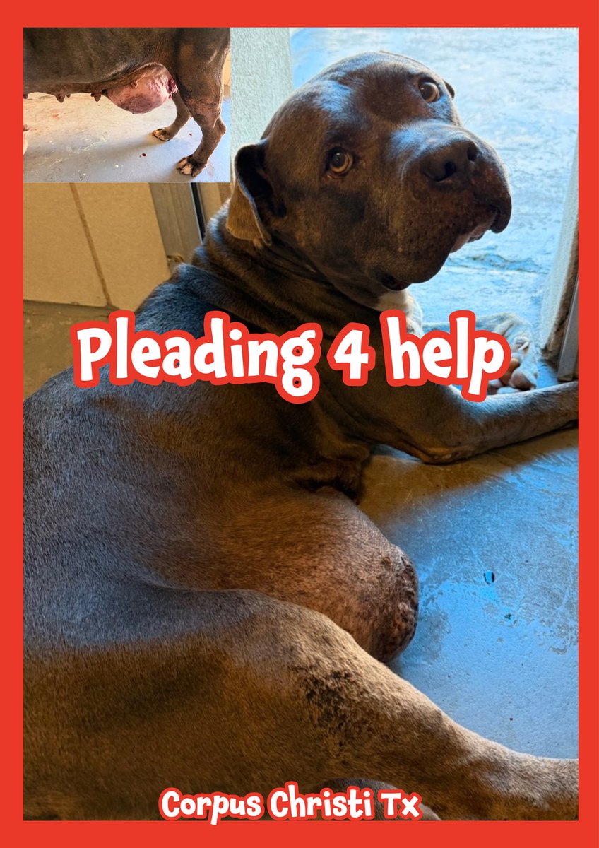 RoCoGB's tweet photo. THIS is the evil that exists in Tx, brace yourself

GRAYBEE’s physical distress is agonising💔#A389121

❤️‍🩹Basketball size mammary mass, ulcerated & bleeding😭

6yo, Mastiff Mix someone’s let her suffer a long time🤬

🆘GRAYBEE dies 7/2 

Loaded with heart🪱+skin infections😭

Plz help #pledge generously🙏

Pleading 4 sponsor 2 help with🏥care🙏