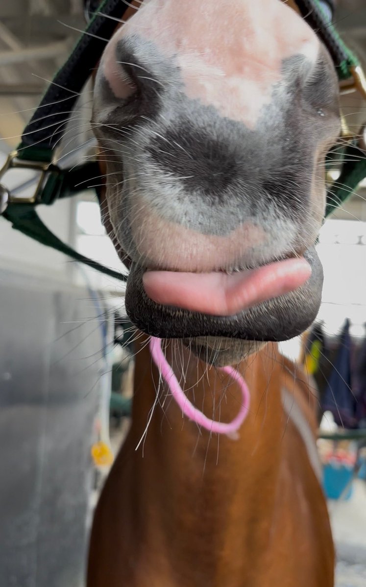 JebelAli2019's tweet photo. #アイドルホースオーディション2026 
予選期間は7月8日（水）まで🏇

アルしゃんは

 #アルナシーム、 #アーテルアストレアに予選投票しました！

https://t.co/ceH2wB43e6 https://t.co/TkDiNikRm6