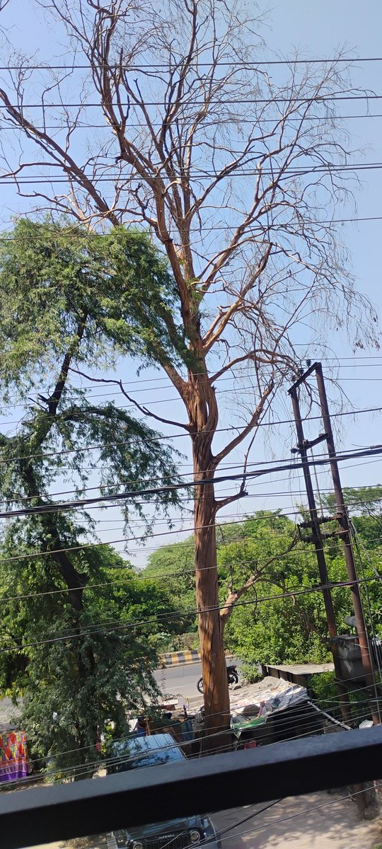 VijayKu97's tweet photo. @gdagzb @pvvnlghaziabad @myogioffice Ek sukha ped sector 3 Rajender Nagar Ghaziabad main power line ke upar jhukka hua hai. Jis tarike har hafte dust storm aara hai, yeh kabhi bhi power line ke upar gir sakta hai and can lead to disaster. Kindly take some action on this. https://t.co/uQqDIL3MTP