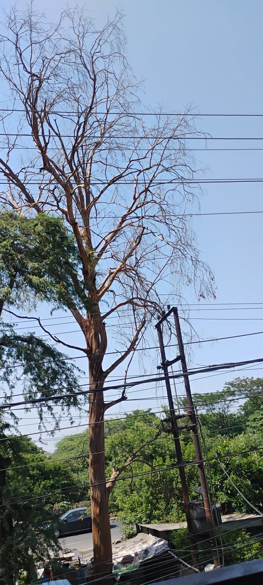 VijayKu97's tweet photo. @gdagzb @pvvnlghaziabad @myogioffice Ek sukha ped sector 3 Rajender Nagar Ghaziabad main power line ke upar jhukka hua hai. Jis tarike har hafte dust storm aara hai, yeh kabhi bhi power line ke upar gir sakta hai and can lead to disaster. Kindly take some action on this. https://t.co/uQqDIL3MTP