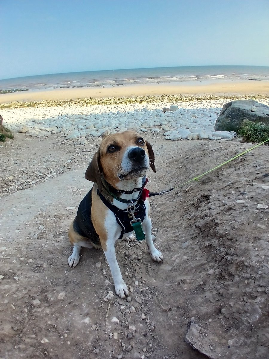 Shal_Mac's tweet photo. Giving this one her first taste of a holiday and the beach. Think she's enjoying it #Beaglefacts #Beagle #Dogsoftwitter #Beachlife #Boo&amp;BeaBeagles https://t.co/2bRDJwikNM