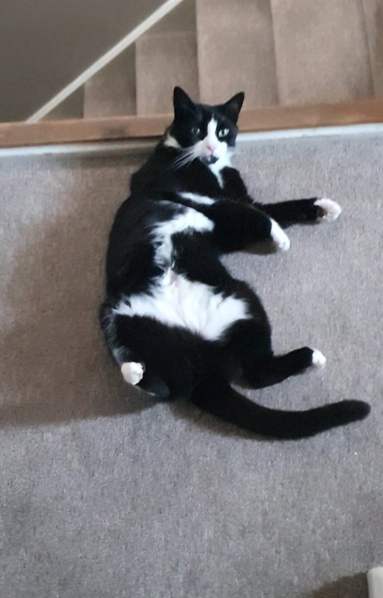 RadTheMaligator's tweet photo. When you wake up, and it's already to hot 🥵

#TeamGhost 🐈‍⬛ https://t.co/XIpJacHXIm