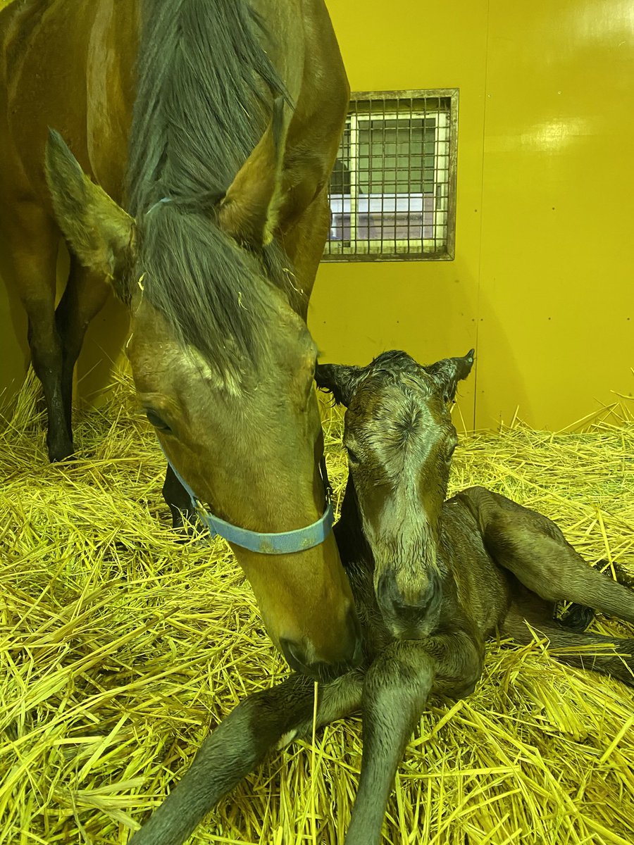 villa_lake's tweet photo. セレクトセール上場馬情報

上場番号　58

ジャムアンドマム25

父　サートゥルナーリア　　牡馬

お姉さんにフランスオークス馬を持つ、ジャムママの3番子、初めての男の子です。

初子のメルメラーダ（父St  Mark'sBasilica）は中央競馬で勝ち上がり、適正はしっかりと見せてくれたジャム産駒。
（調教中の骨折での戦線離脱中です😢）

ジャムママ自身、フランスの🇫🇷パリジェンヌというより、フランスの片田舎のお嬢さんという素朴なママさんですが、子供達の成長力が素晴らしいのが自慢です。
特に、初めての男の子の本馬は、産まれ時から骨がしっかりしたパワフルな馬体で、スタッフを驚かせてくれました。

派手さはないかもしれませんが、ずっといい馬体を維持して成長してくれた子です。
成長が崩ずに順調というのは、なかなか簡単ではありません。
とても楽しみな1 頭となっております✨

ぜひよろしくお願いいたします。

https://t.co/r4V3frAwsE