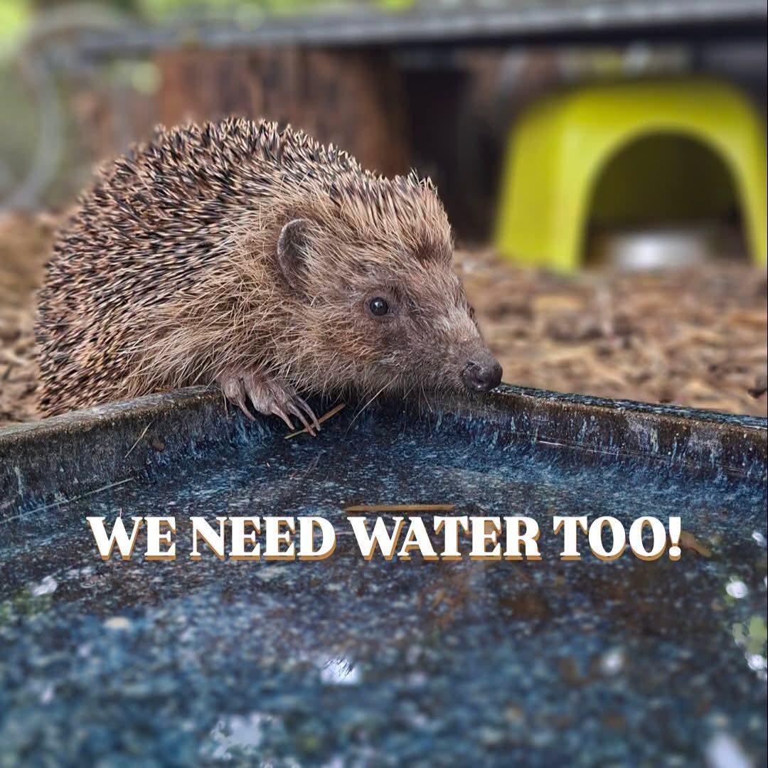 Animalww26's tweet photo. Putting out a dish of 💧WATER 💧tonight will SAVE lives 

Please SHARE to spread the message and help our native wildlife during this heatwave 🥵 https://t.co/uz2ERG8fkU