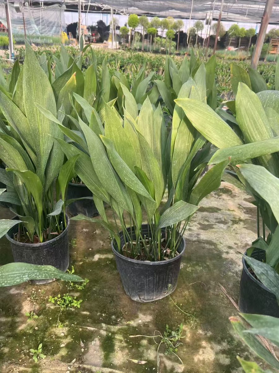 GamerGunxyz's tweet photo. [Tired of wilting houseplants A quick weekly check for soil moisture (stick your finger 1 inch deep!) + indirect sunlight keeps your green babies happy.  #PlantCareTips]， https://t.co/hvkZOCus2O