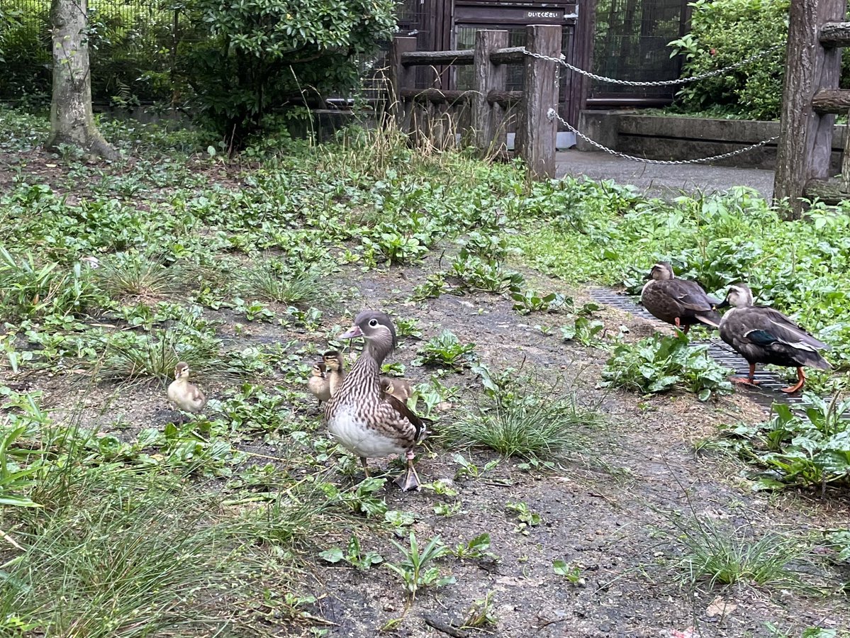 itozu_zoo's tweet photo. #オシドリ のヒナ。
写真１：生後３日目。激しい雨の時間、お母さんのポノがお腹の下のヒナを守っていました。
写真２：生後４日目。
大きくなってきた感じがあります。ヒナの時間はあっと言う間です。
#到津の森公園
#mandarin_duck
#雛 https://t.co/Kdg2VQiBrC