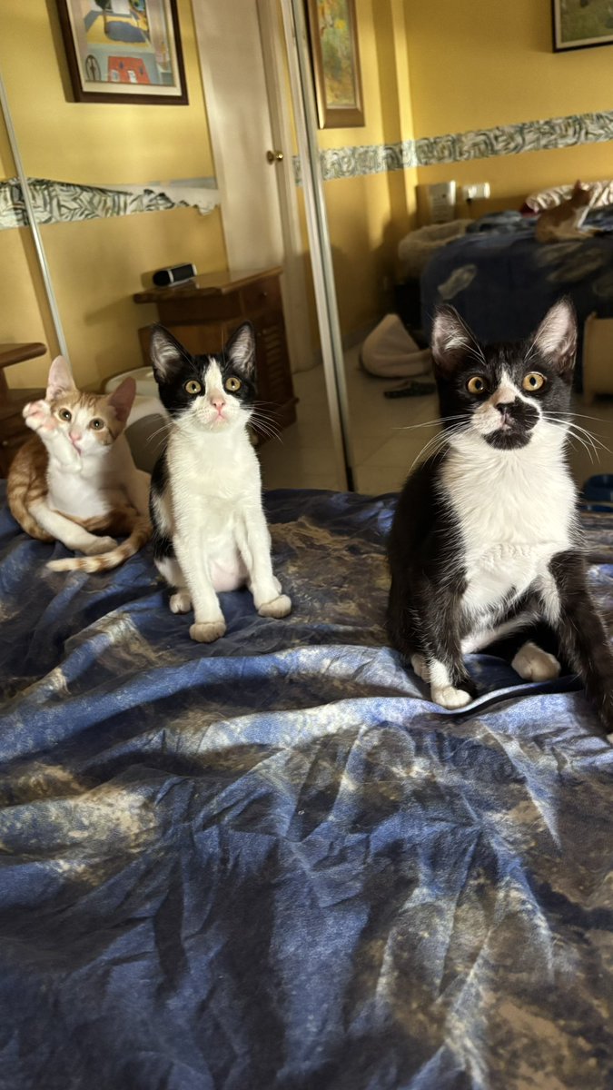 Mercedesgomezh3's tweet photo. 📣📣 SI NO ADOPTAS, COMPARTE🙏🙏 SIN VUESTRA AYUDA NO ENCONTRAREMOS FAMILIAS PARA ELLOS🙏🙏 GATITOS EN ADOPCION PROTOCOLO RESPONSABLE. Son simpaticos, juguetones y cariñosos💕 BCN. Mercè 647936279 (SOLO TELF O WHATSAP) https://t.co/9WWEQQwUnE