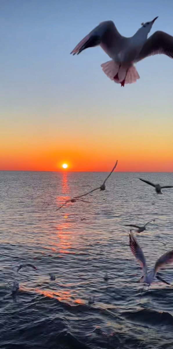 LTurcot's tweet photo. Chased the sunrise at a hidden coastal cove this morning—golden light painting the cliffs, waves humming a quiet lullaby, and only seagulls as my audience. Pure magic that made every early wake-up worth it. https://t.co/WHkBB8LZDy