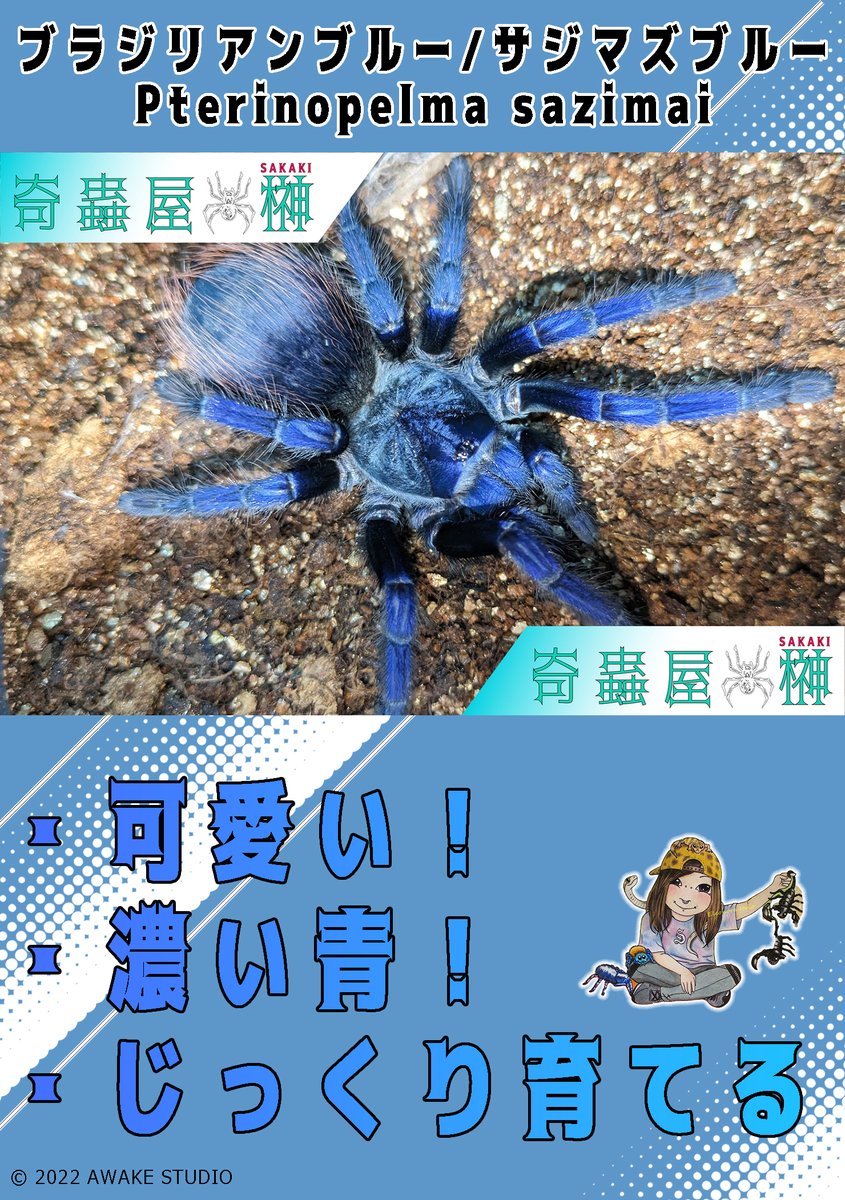 🔥当店繁殖ブラジリアンブルー販売開始🔥 3匹セットがお得です