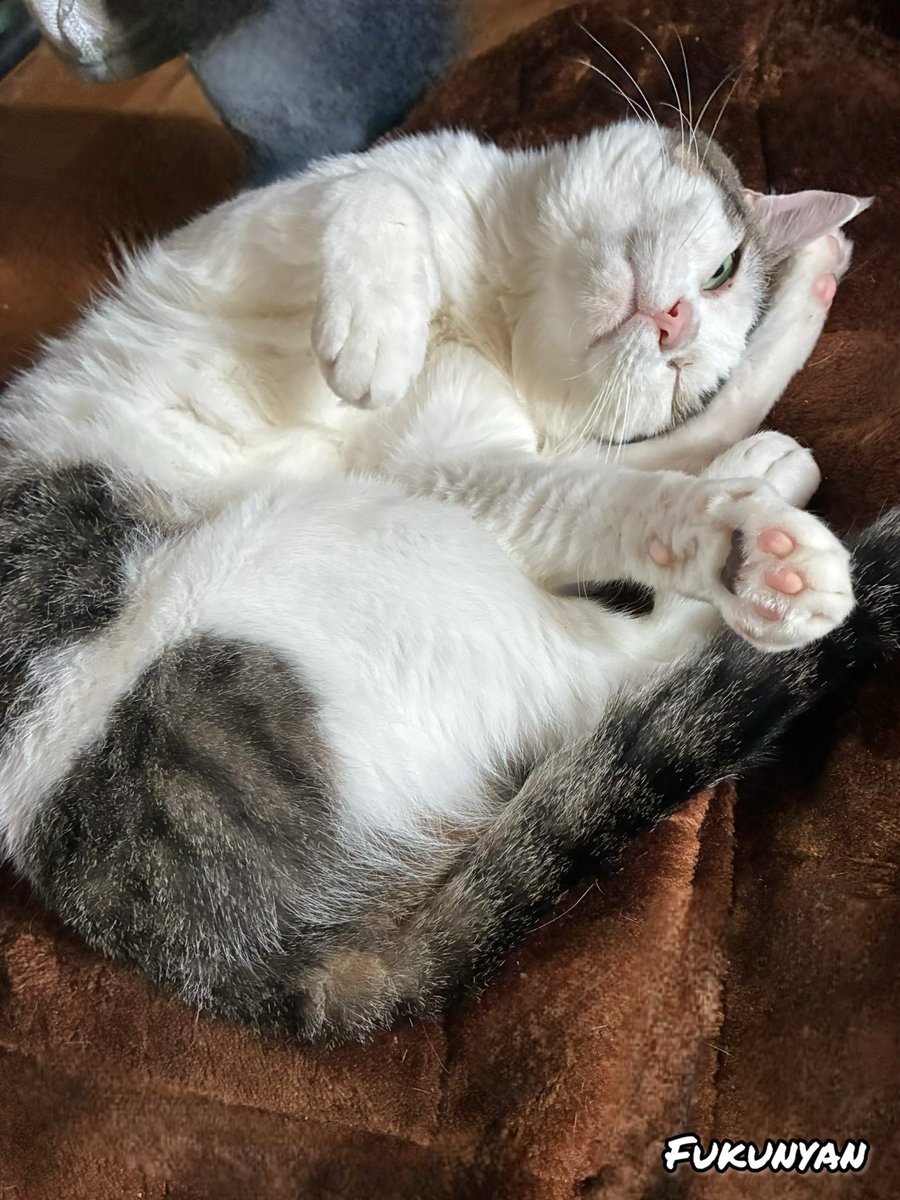fuku_nyan17's tweet photo. こんばんにゃー😸
握手するにゃ🤝 https://t.co/ZtFTzewUjh