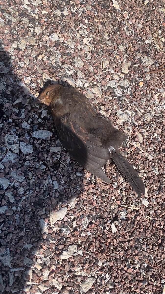 v4niteuse's tweet photo. retrouver des animaux sans vie à cause de la chaleur c’est horrible https://t.co/VgEf7uBb8I