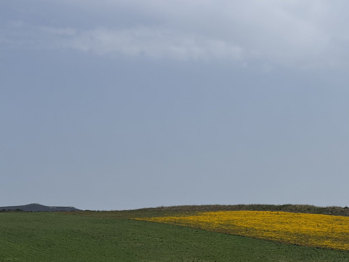 pinespruce's tweet photo. The sea was beautiful today and the field reminded me of duster - stratosphere https://t.co/sz50aKSvBl