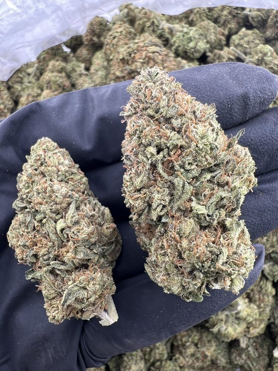 luxurious_disp's tweet photo. Purple gusher 

$900 https://t.co/TWBhB7JUgP
