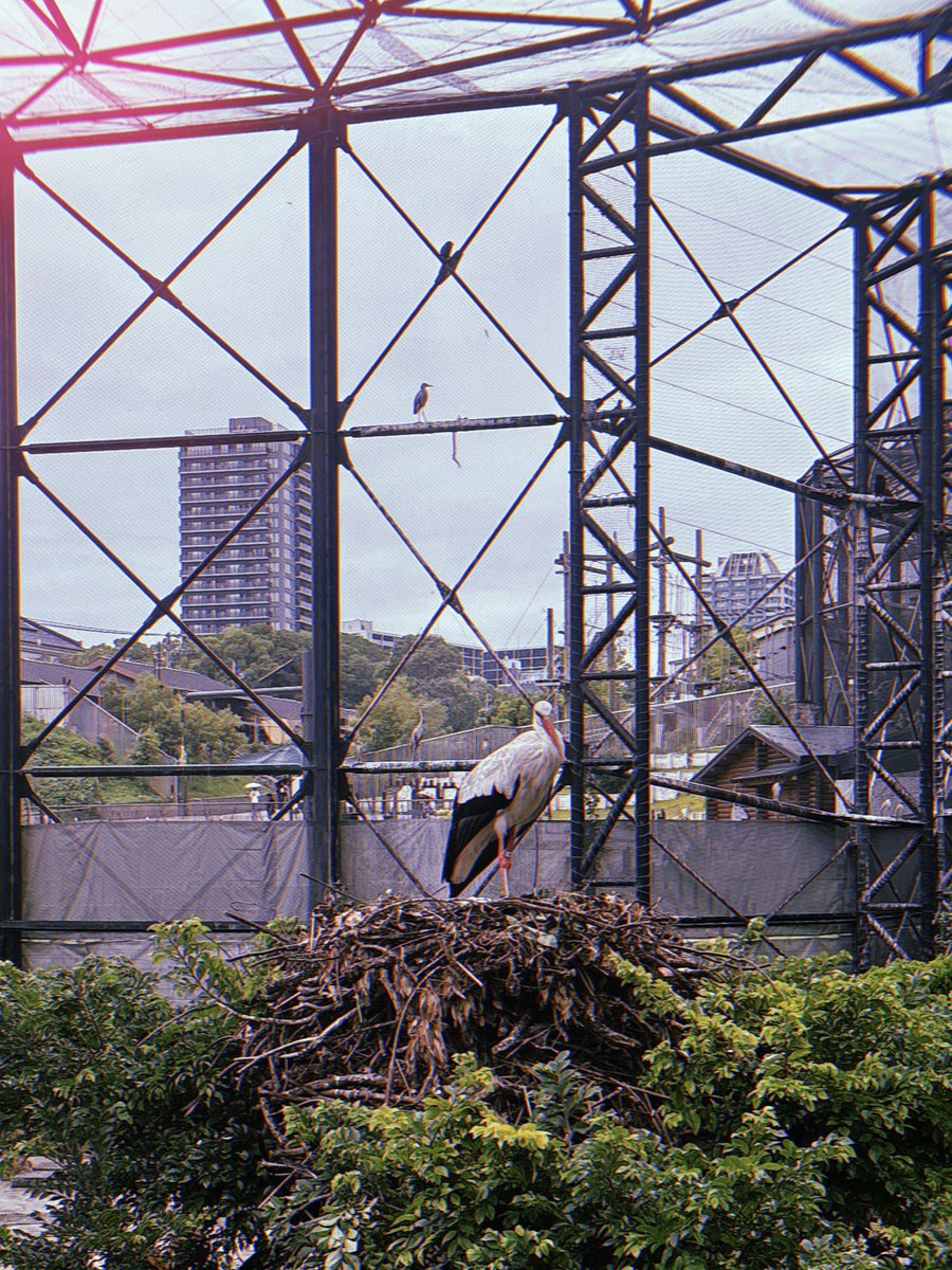 coroncorondo's tweet photo. 天王寺動物園 https://t.co/rbPQim9tNd