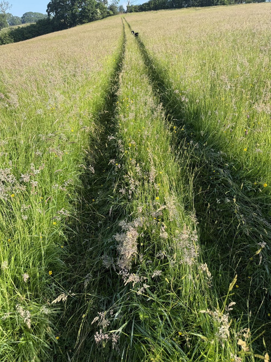woolismybread's tweet photo. Good morning from the meadows 🌿🌸🌼☀️🐝🌿🌸🌼🌿🐝🌿🌸 https://t.co/EoE0AZJqvD