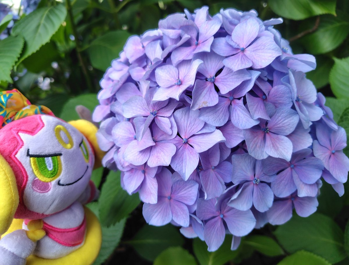 Passineman's tweet photo. フーパフーパ、フパフーパ！
（次元があーなってこーなってするえいがでおもしろかったです！　ちゃんとヒトがしぬのにめでたしめでたしなかんじになってたのはなんだかわらっちゃいました！　フィクションでいちばんかるいつみはさつじん、って言うらしいのでセーフなのかもです！） https://t.co/JMuXkY4uTs