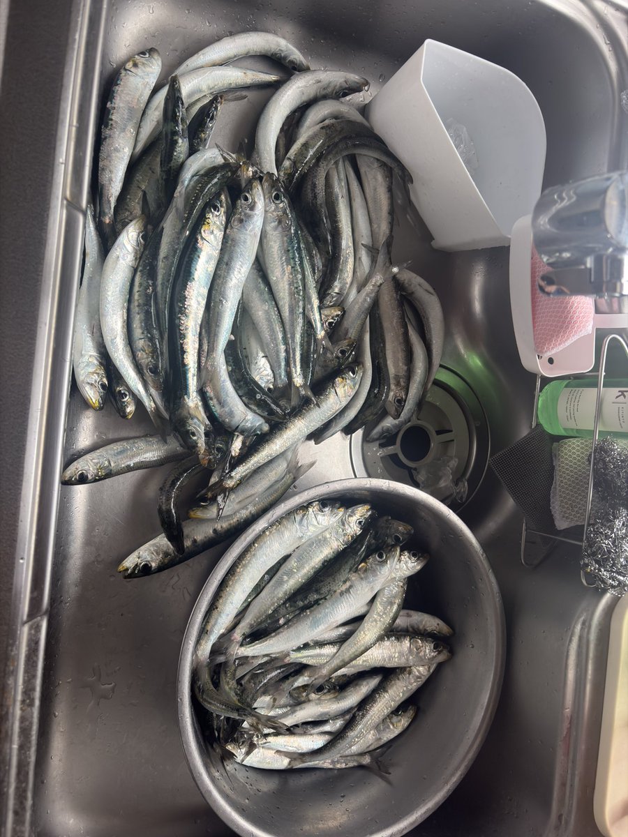 ryokun0814's tweet photo. 1年振りに明け-休みに車中泊釣り🎣

朝マズメからマイワシが爆釣🐟

1時間ちょいで85匹・・・笑

7:30過ぎには帰宅して捌いてました・・・💤

近所にお裾分けで・・・

干物＆みりん干しにしたけど、これも譲渡先が決まり…味見程度しか食べてないけどまじ美味かった❤️💛💚 https://t.co/ffrlCtz5bw