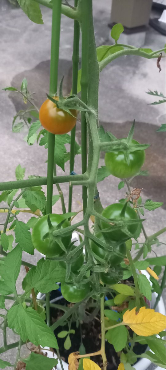nannpurefun's tweet photo. 色付いてきた
楽しみですなぁ🍅 https://t.co/vsbw2eVCJK