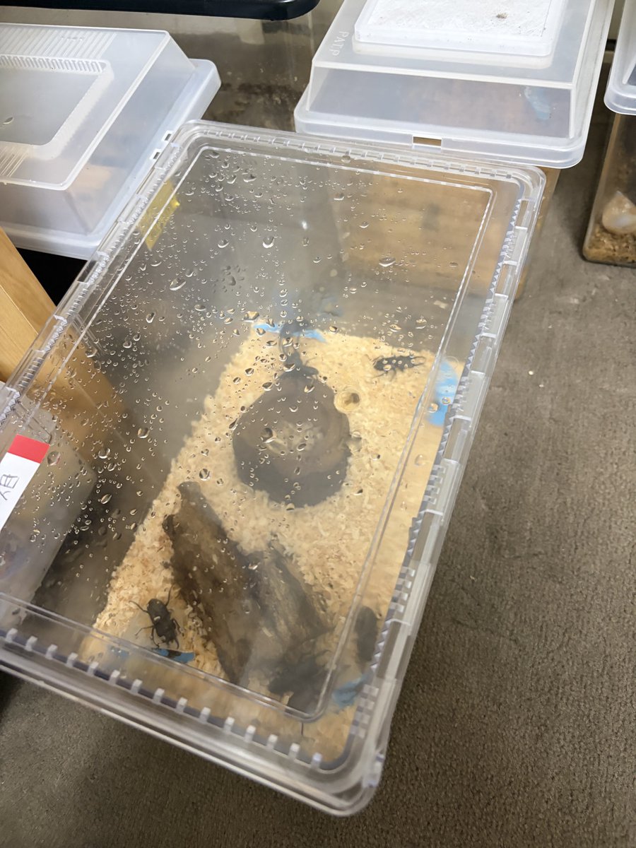 MightyGON's tweet photo. 流石に狭いケースで9匹も同居させるのは暴挙だな。
争いが絶えないし、ケース余ってるから分けるか…。
画像は閲覧注意ね。（と、いいつつも隠す方法よくしならない〕から丸見え） https://t.co/MtSgAgONdh
