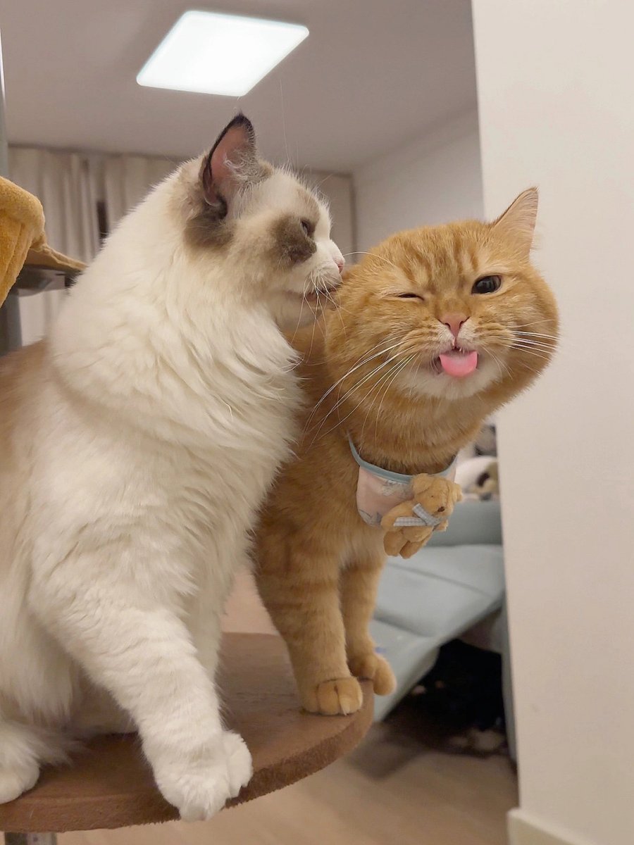 RiverMaee's tweet photo. Just laughed so hard with my bestie over a silly cat meme that coffee came out my nose—this is the best kind of weekday pick-me-up ， https://t.co/m0G9Xaqcrd