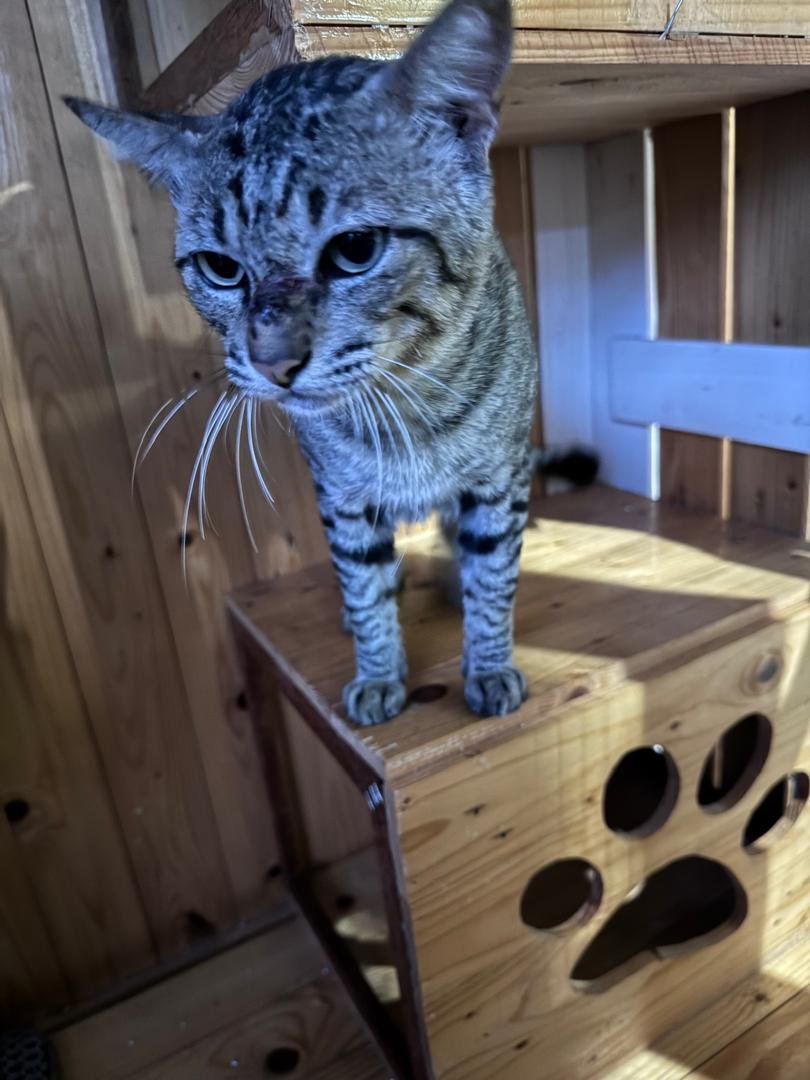 ninashakirax's tweet photo. Salam semua, saya nak minta bantuan sikit untuk bantu support kos rawatan sporo untuk Belacan. Belacan ni kawan saya (owner asal Roy) rescue &amp; bawa ke vet untuk dimandulkan. Doktor perasan hidung dia ada luka, dan lepas buat smear test, result dia positive sporo. https://t.co/sDYPXLRrye