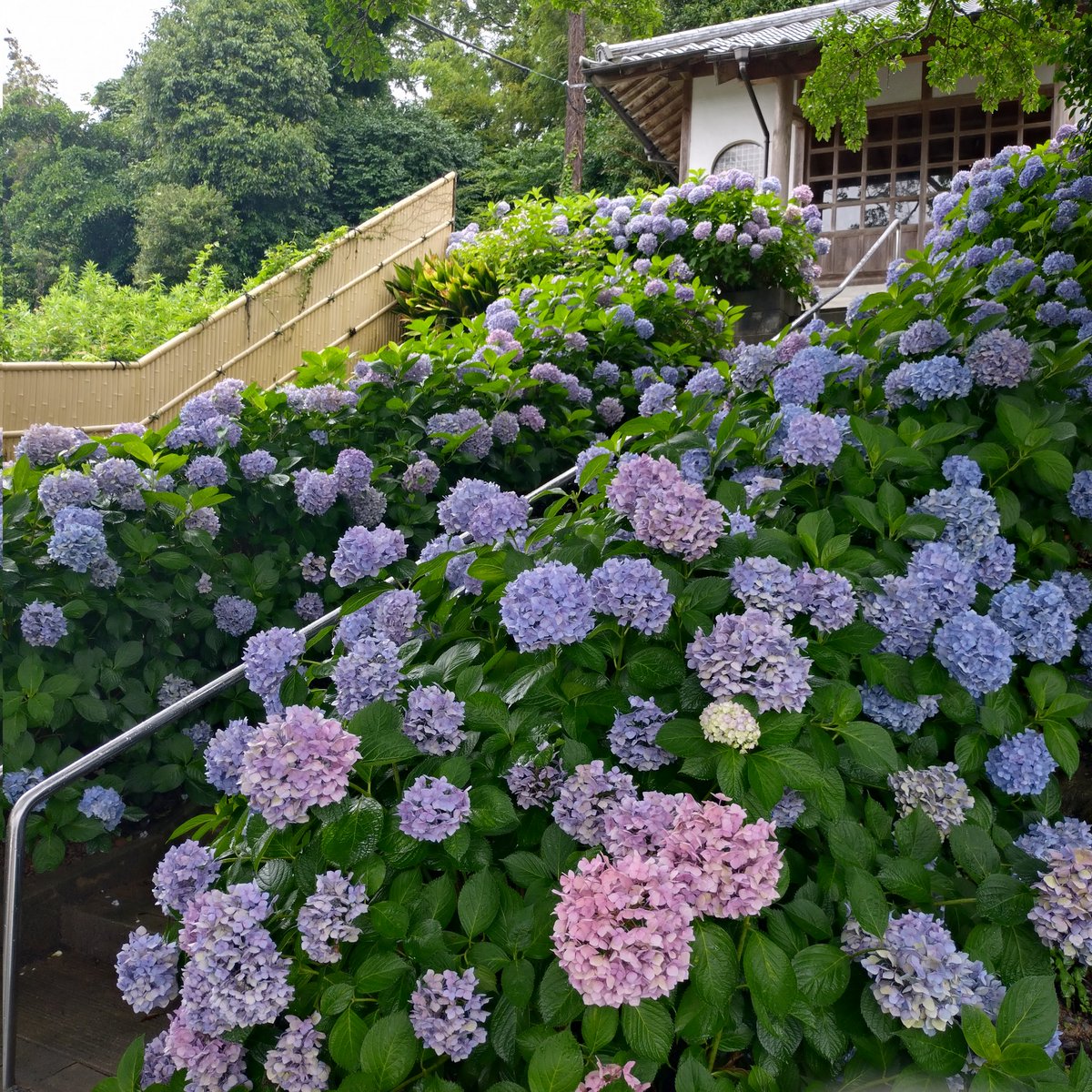 rie_miya_run's tweet photo. 紫陽花寺
少し終わりかけだったけど雨に濡れた紫陽花がきれいだった♪

#アジサイ
#紫陽花寺
#糸島 https://t.co/UdBTO9h7Sn