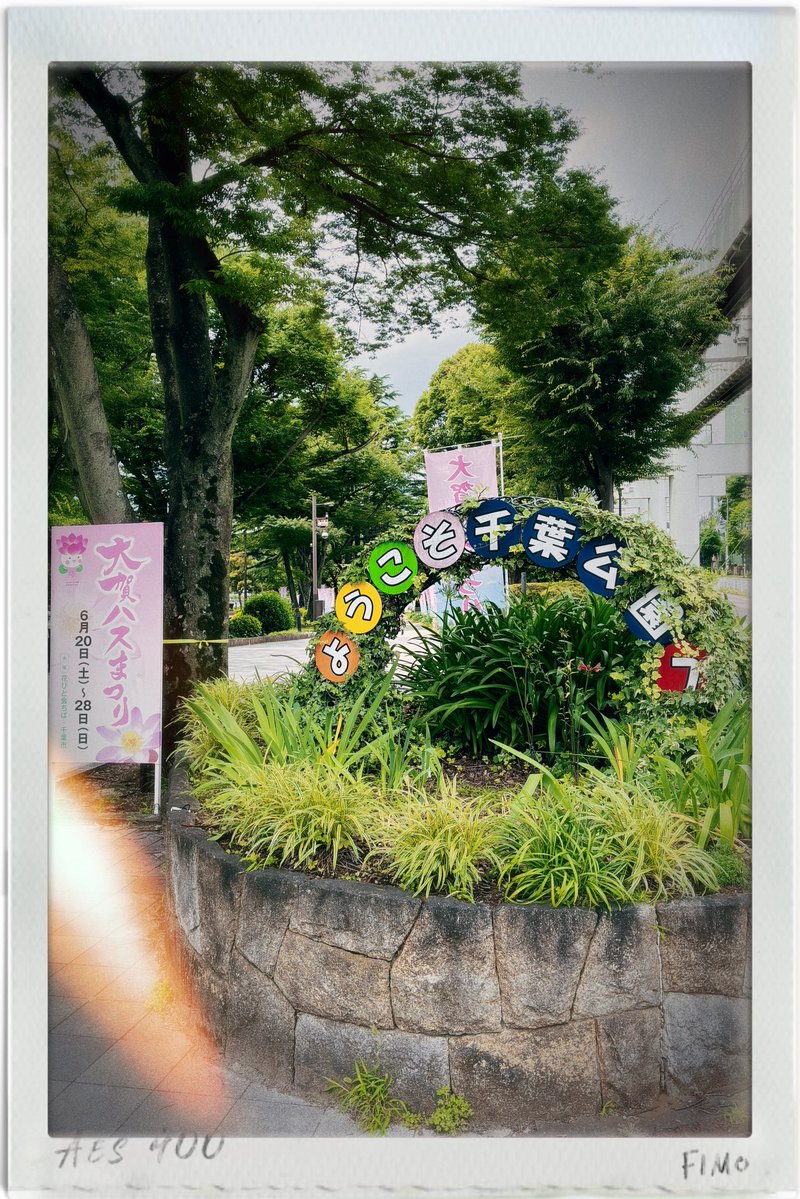 masaphoto_'s tweet photo. 以前おすすめしてもらったので
千葉公園の大賀ハスを見てきました

ハスの花って午前中に行かないと
花が閉じてしまうと思っていたけれど
お昼ぐらいに行っても咲いていました

蓮の葉が背丈ぐらいあってびっくり
きれいなハスの花を
近くで見れてよかったです☺️

#千葉公園 #大賀ハス #大賀ハスまつり https://t.co/yX6M7icYoG