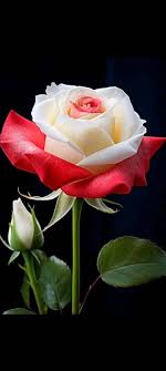 VipGoogel's tweet photo. @mdamjwry https://t.co/fKbN32zdYL