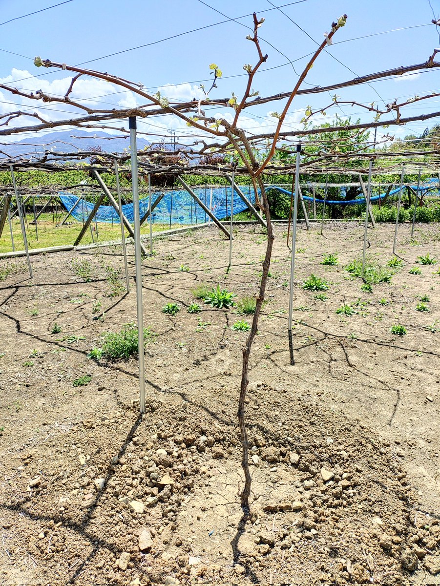 kktark110's tweet photo. Grow for Me〜♫
2年前に植え替えをした若木が実を付けました！
去年も付けたのですが、房・実共に小さくて数も少なく商品にはなりませんでした…
今年は100房弱付いて半分近く摘房しましたが、細い体で頑張ってくれました。
商品にならなくても何とか無事に育って欲しいものです。
植物ってスゴい！ https://t.co/tcAn4KJhTH