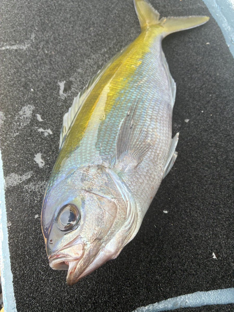 kifumarushop's tweet photo. 本日も金洲の魚いろいろです✨ https://t.co/GPNPoU4ylu