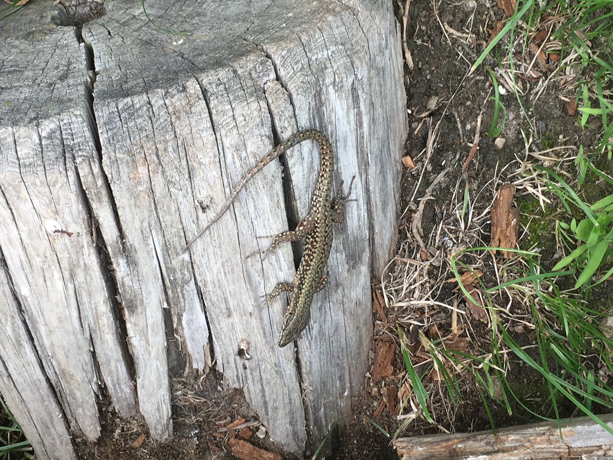 Lumikello01's tweet photo. @jcw_karlsruhe Ich liebe diese kleinen, graziösen Flitzer sehr. Bitte mehr davon 😍🦎🐉 https://t.co/gsE69s5ZPt