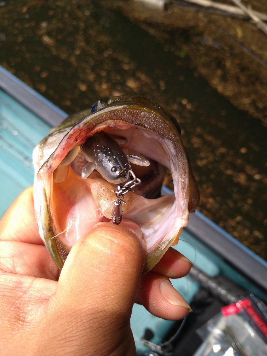 GOGOFiSHINGch's tweet photo. 今日は三島湖でバス例会。豊英筋上流へ。サイトする気マンマンで行きましたが今日は上流へさして来てないようでバスが全然居ない状況。羽生さんは下り夫婦筋上流へ。自分達も下り鯨島周りカバーでようやく1本。その後は石井ボートさん周辺で残業釣行。カバーで1バラシ、房総蛙のケロストで1本で終了。 https://t.co/M1kTC8ODDa