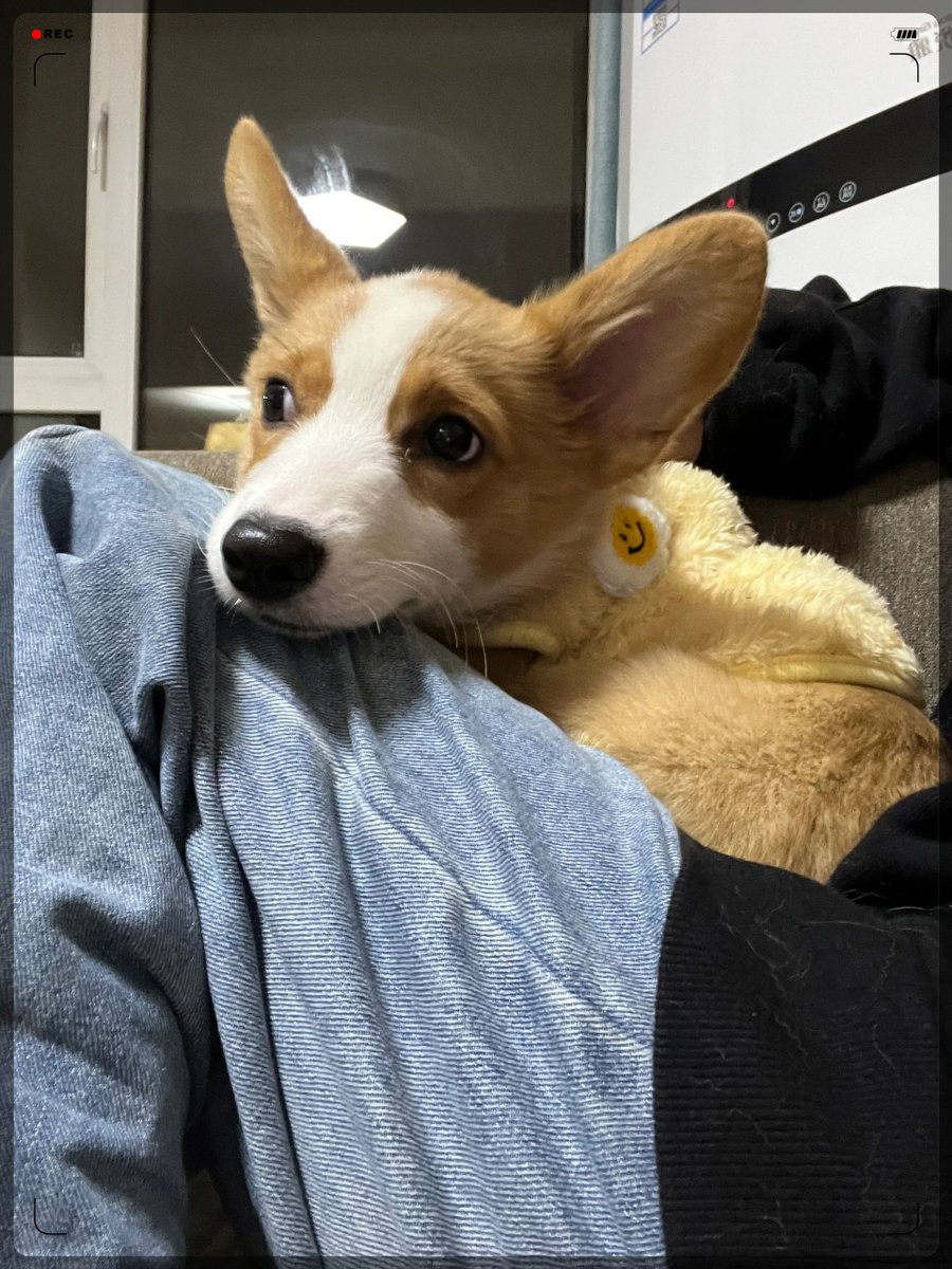 Melaneeya's tweet photo. My fur baby just hit their 6-month mark—they went from a tiny squirming fluffball to a little curious adventurer who chases my shoelaces nonstop! Watching them grow is the best kind of magic https://t.co/ngI1ExtAcy
