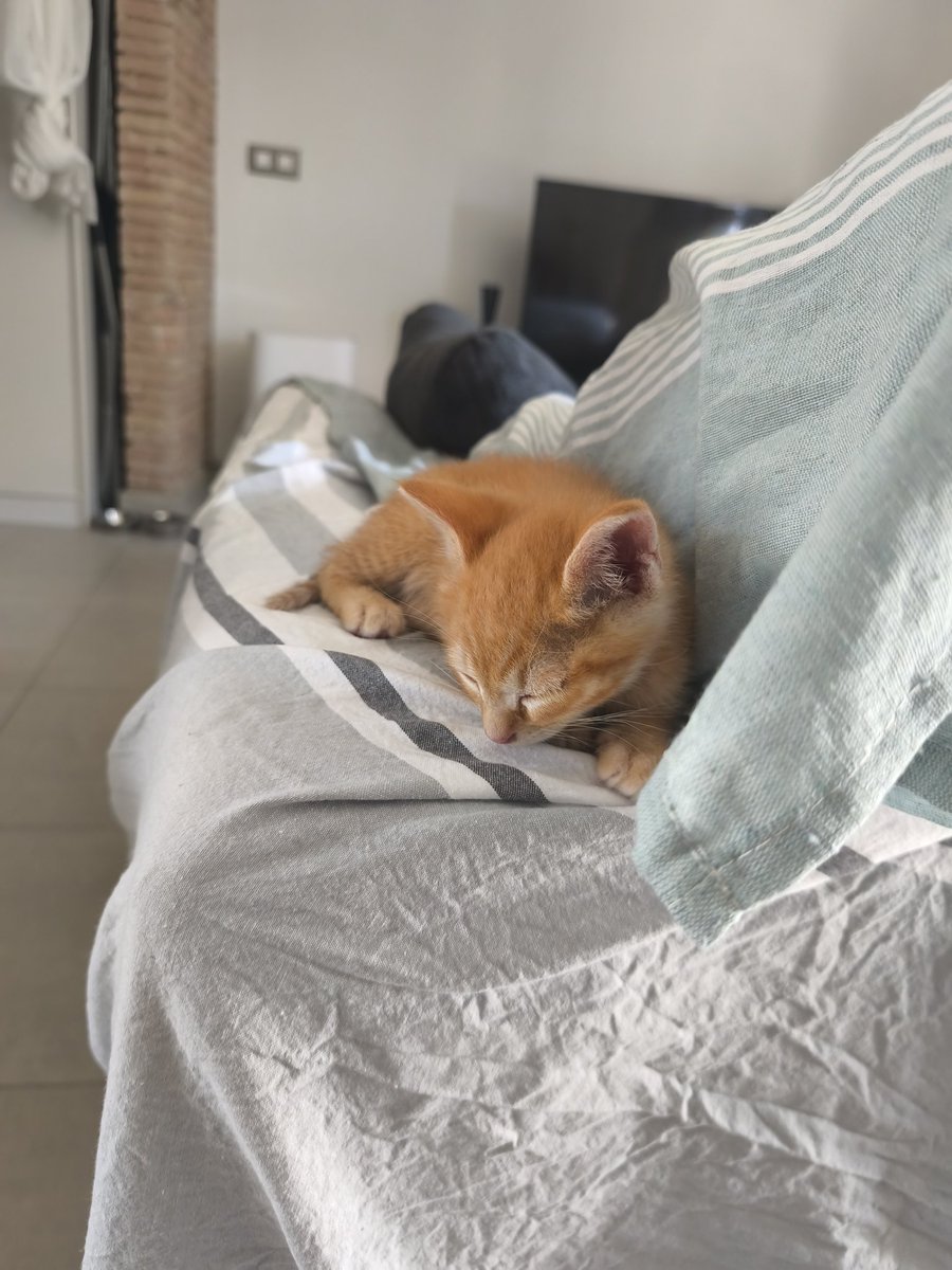 paumarina2's tweet photo. Os presento a Iseo, de 400 g, sobrino de mami Luz y Suri, y nuevo miembro de la familia. Es de mi hija. Estuvo tres días buscándolo en un parking de coches donde se le oía maullar por las noches. Se supone que lo abandonaron a su suerte en una caja. 📦 https://t.co/YjMr1cCjb8